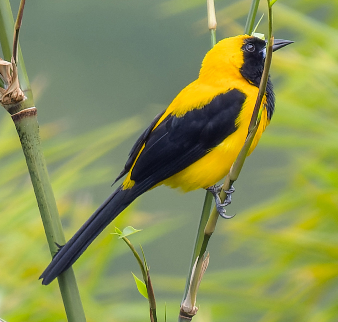 image Yellow-backed Oriole